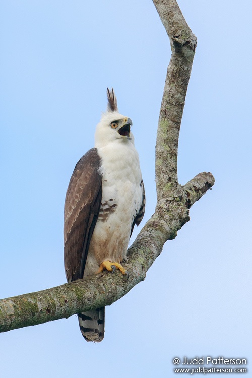 Ornate Hawk-Eagle, La Milpa Field Station, Belize